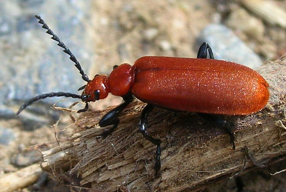 Pyrochroa serraticornis